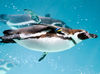 ≪みんな大好き！可愛いペンギン♪≫
国内水族館のなかでも
最大級のペンギン展示場が人気スポット！