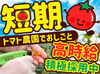 トマトの育成補助のお仕事♪
簡単業務で、覚えやすい♪
幅広い方が大活躍中♪