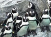 バイトデビュー大歓迎♪
動物が好き必見！飼育員のお仕事です◎