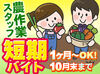 こまめに水分補給や休憩を取りながら、無理なく野菜の収穫を行っています。
もちろん出荷準備など、倉庫内作業だけの希望もOK♪