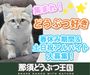 短期から長期まで幅広く募集中です♪
のびのびと生活する動物がいっぱい癒されながら働けます★