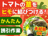 ハウス内は土を使わない清潔な環境！安心して働ける職場です。