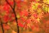 ≪秋イベントあります！≫
紅葉で来場する方の誘導警備も
期間限定でやっています(^^)/
季節を感じながら働きませんか！