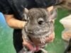 ＼今回は事務員の募集／
飼育・ケア業務は他のスタッフが行います。
小動物から爬虫類まで、「日常ケア」を担っている会社です。