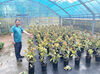 観葉植物を育てるレアな仕事！日々少しずつ成長する姿に、私たちまで心穏やかに♪育った観葉植物は東京や大阪で販売されます！